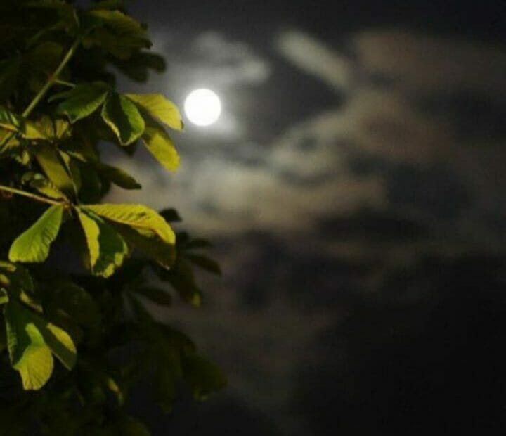 Duniyata by Fatima Ibrahim Garba (Dan Borno)