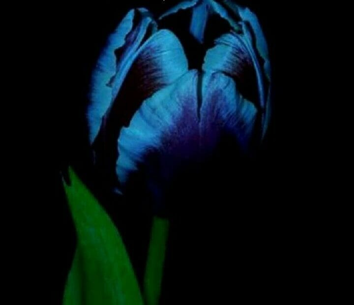 Mijin Novel by Lubna Sufyan