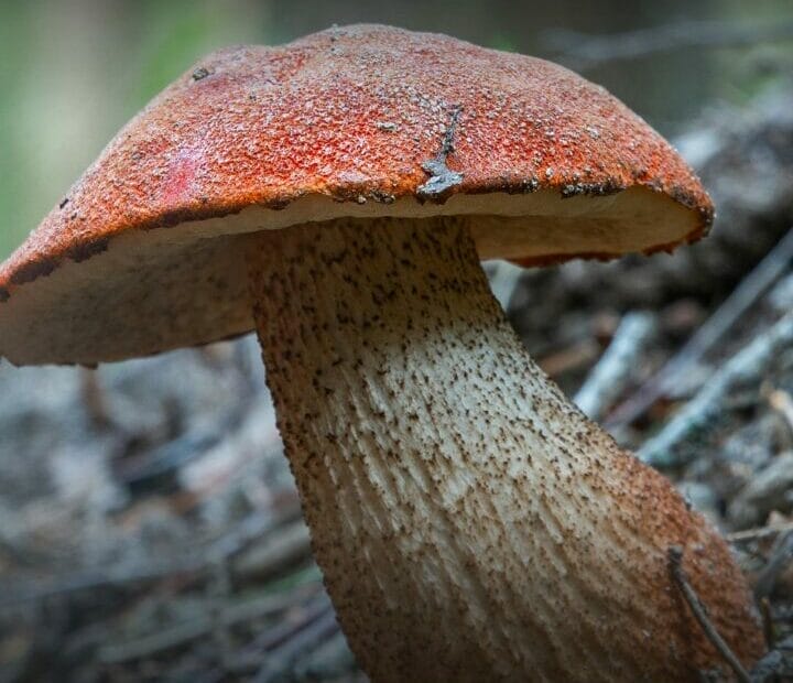 Danyar guba na Rukayya Ibrahim Lawal